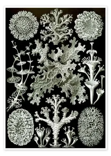 Lichenes (Obras de arte de la naturaleza, 1899) de Ernst Haeckel Master Collection