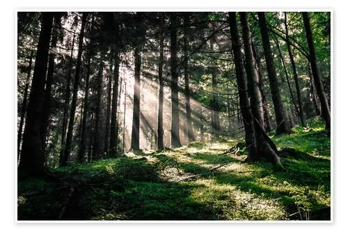 Light rays in the forest de Oliver Henze