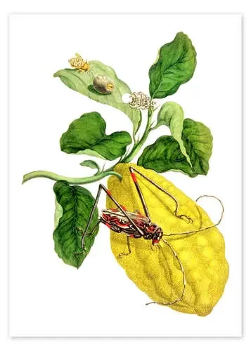 Limón y escarabajo de Maria Sibylla Merian Master Collection