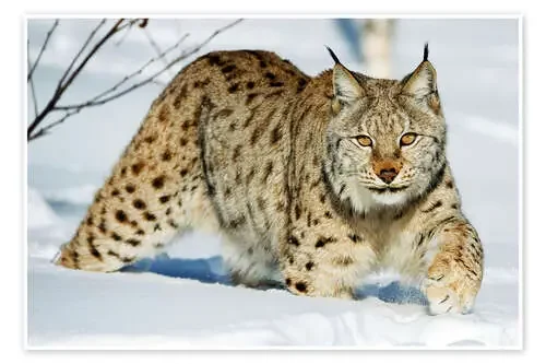 Lince en la nieve de Rolfes Science Photo Library