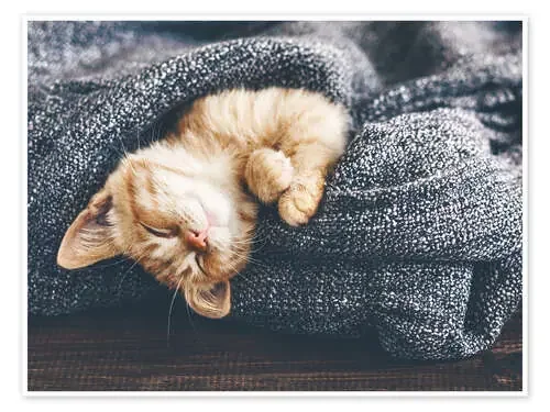 Lindo Gato Bebé Editors Choice