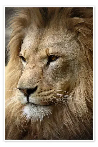 Lion Portrait de Linda Wright Science Photo Library