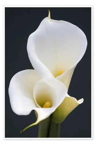 Lirios blancos de Jamie & Judy Wild Danita Delimont