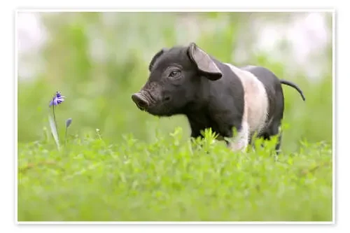 Little Baby Pig de WildlifePhotography