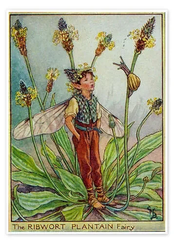 Little Elf in summer Master Collection