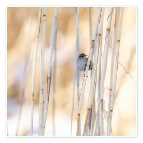 little guest in the reed de Moqui, Daniela Beyer