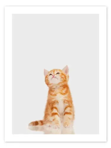 Little Red Kitten de Animal Kids Collection Editors Choice