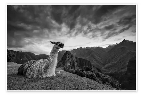 Llama resting before Machu Picchu in Peru. de Alex Saberi