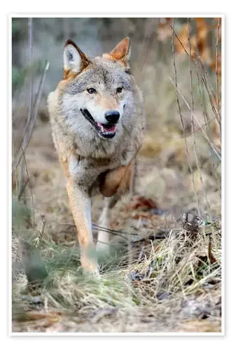 Lobo cazador Editors Choice