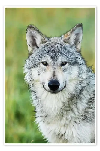 Lobo de Doug Lindstrand Design Pics