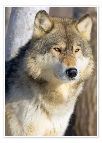 Lobo de John Pitcher Design Pics