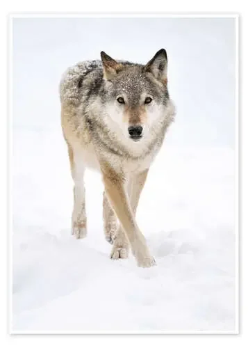 Lobo en la nieve Editors Choice