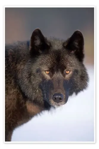 Lobo en un campo cubierto de nieve de John Hyde Design Pics