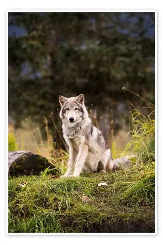 Lobo gris de Doug Lindstrand Design Pics