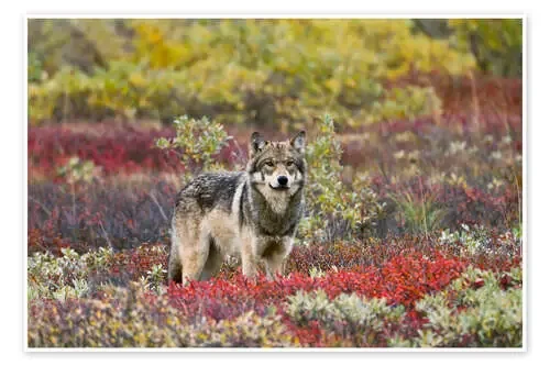 Lobo gris en la tundra de Gary Schultz Design Pics