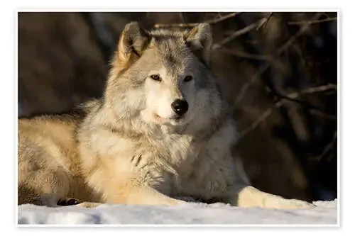 Lobo gris en Quebec de Steeve Marcoux Design Pics