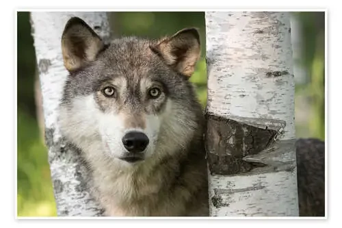 Lobo gris entre abedules de Jaynes Gallery Danita Delimont