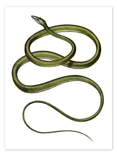 Long-nosed Tree Snake de German School Bridgeman Images