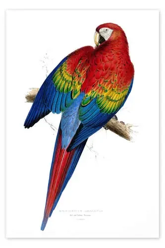 Loro rojo y amarillo de Edward Lear Master Collection