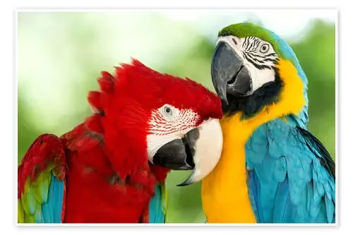 Loros acariciándose Editors Choice