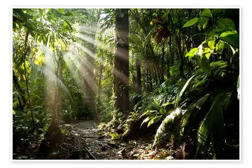Luz de la selva de Peter Schickert