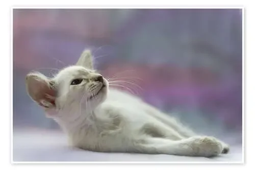 Lying Balinese kitten de Heidi Bollich