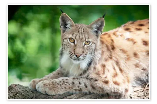 Lynx in springtime de Dieter Meyrl