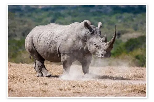 Mad Rhino de Ingo Gerlach