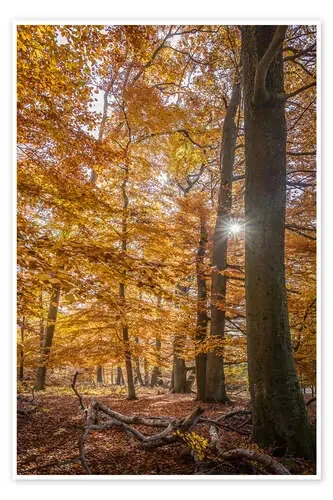 Magia de otoño en el Taunuswald (Hesse) de Christian Müringer