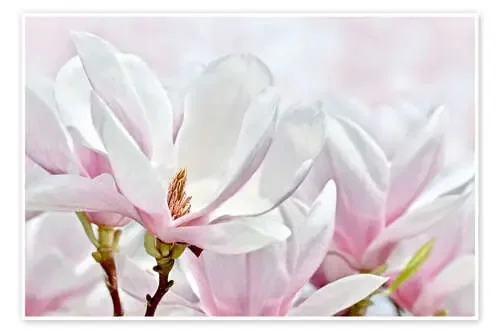 Magnolia Blossoms I de Atteloi