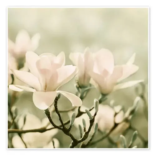 Magnolia Blossoms IV de Atteloi