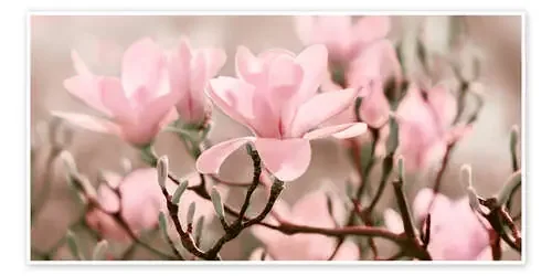 Magnolia Blossoms Panorama III de Atteloi