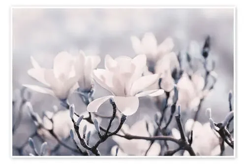 Magnolia Blossoms V de Atteloi