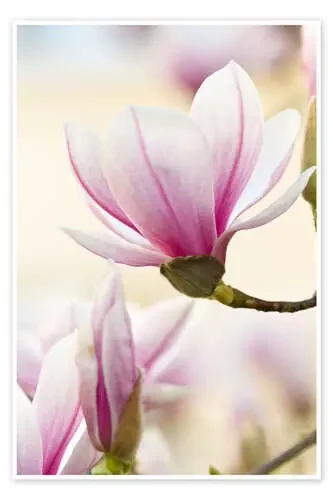 Magnolia II de Jan Schuler