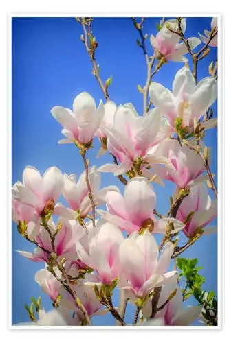 Magnolia II de Steffen Gierok