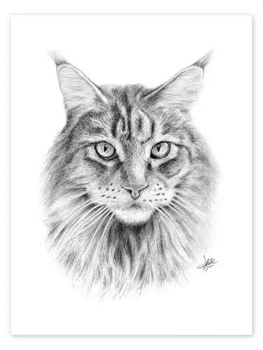 Maine Coon Cat de Christian Klute