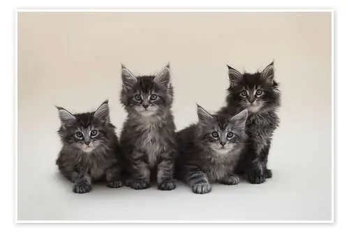 Maine Coon Kittens 2 de Heidi Bollich