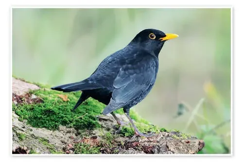 Male blackbird de Colin Varndell Science Photo Library