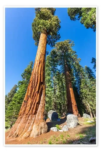 Mammoth trees Editors Choice