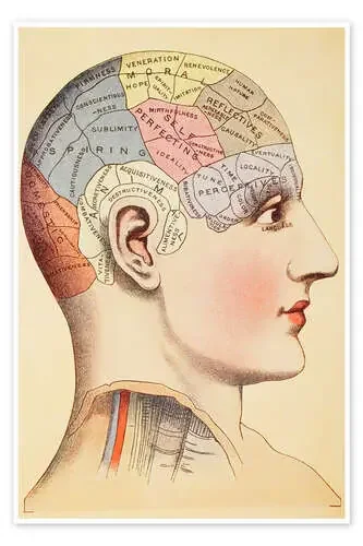 Map of the human brain de Vintage Educational Collection Design Pics