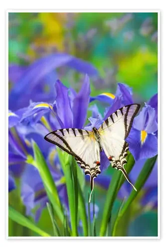 Mariposa cola de golondrina de Darrell Gulin Danita Delimont