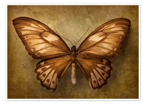 Mariposa marrón de Elena Schweitzer