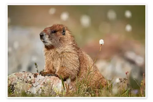 Marmota de James Hager Robert Harding