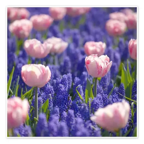 meadow of tulips de pixelliebe