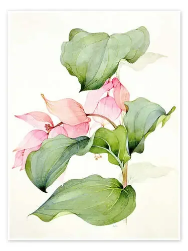 Medinilla magnifica de Sarah Creswell Bridgeman Images