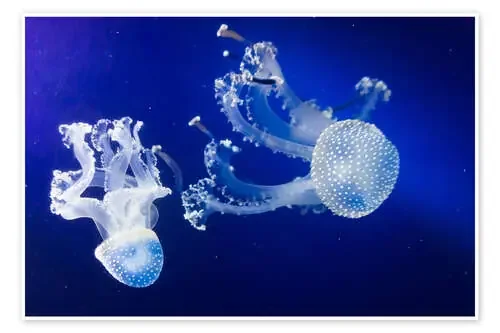 Medusas Editors Choice
