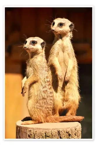 meerkat de GUGIGEI