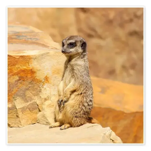 Meerkats de Dirk Driesen