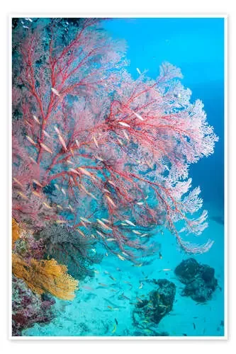 Melithaea sea fan de Georgette Douwma Science Photo Library