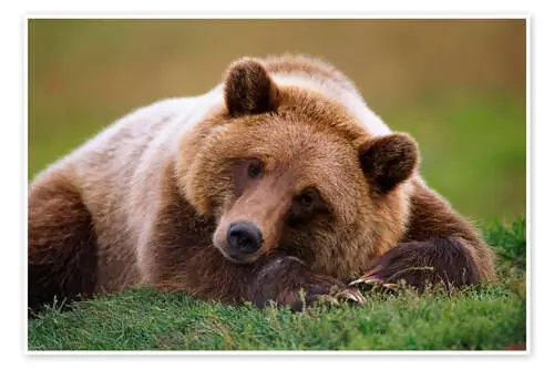 Mentira oso pardo de Doug Lindstrand Design Pics
